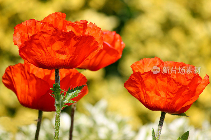 红色罂粟(Brilliant Red Oriental Poppy flower / Papaver Orientale Brilliant)